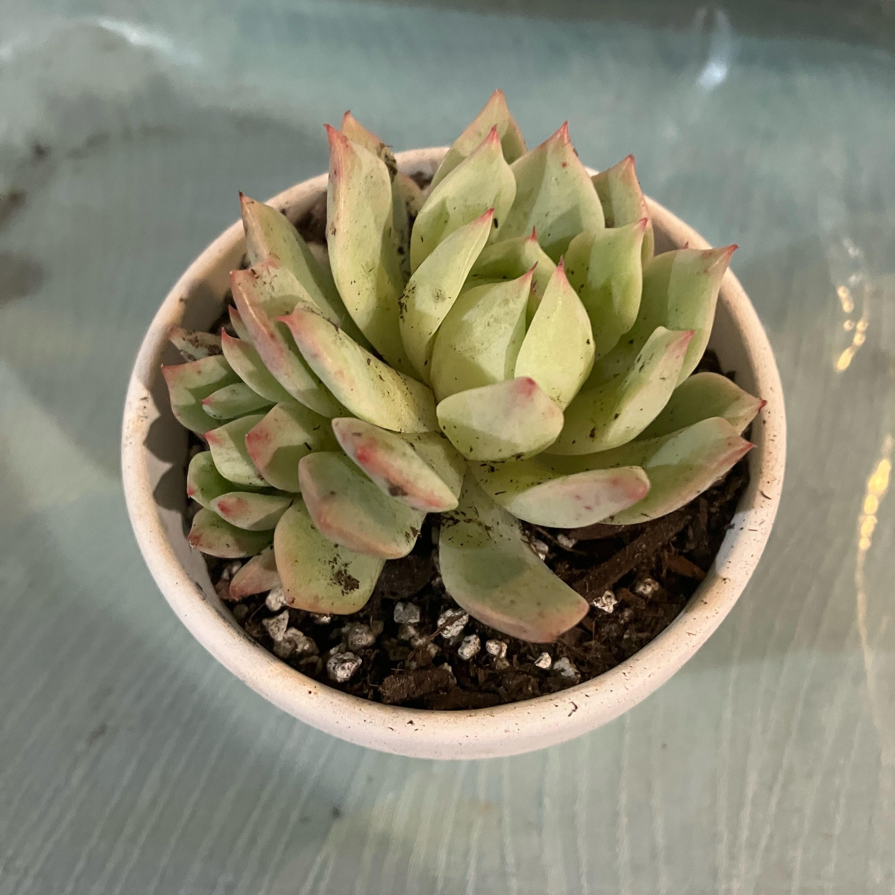 Potted Echeveria 'Tippy' succulent, healthy with visible soil.
