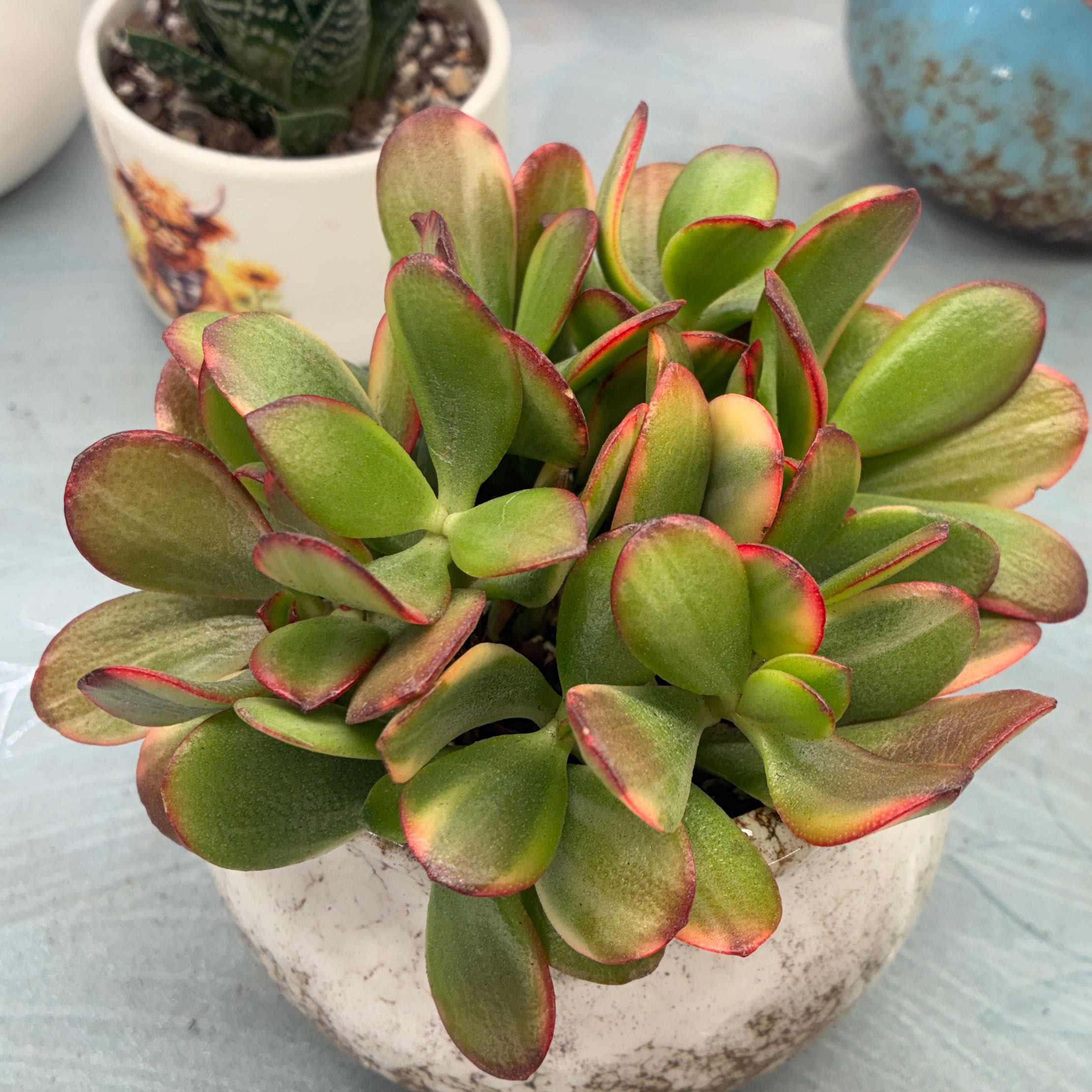 Photo of the plant species Golden Jade by @aprilshowers85 named Peter Parker on Greg, the plant care app