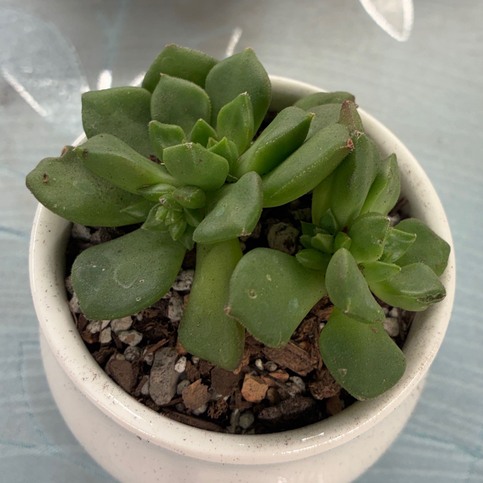 Photo of the plant species Sedeveria 'Letizia' by @aprilshowers85 named da Vinci on Greg, the plant care app