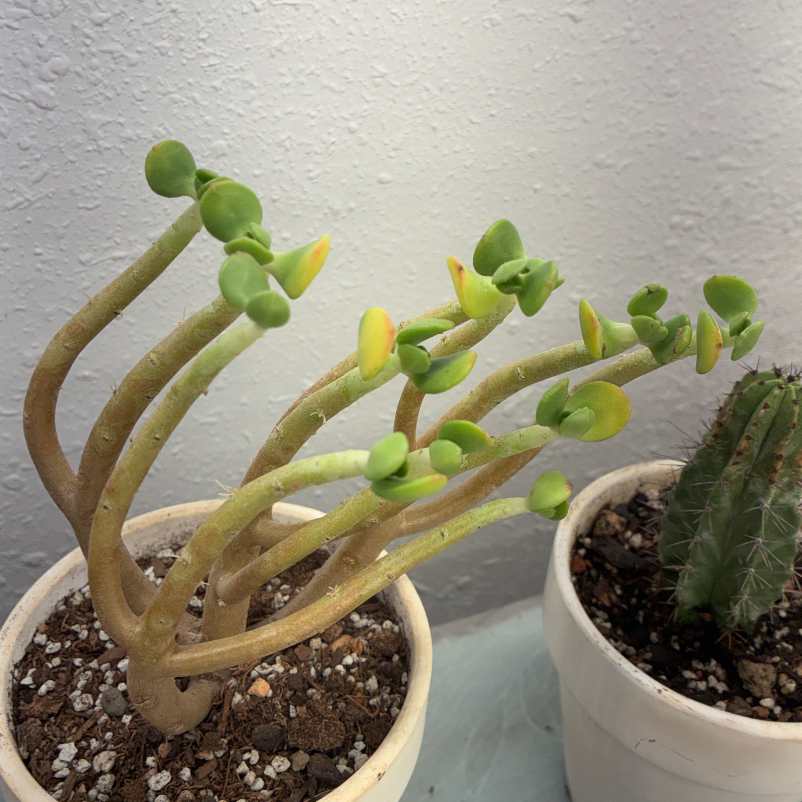 Photo of the plant species Tree Stonecrop by @aprilshowers85 named Miley on Greg, the plant care app