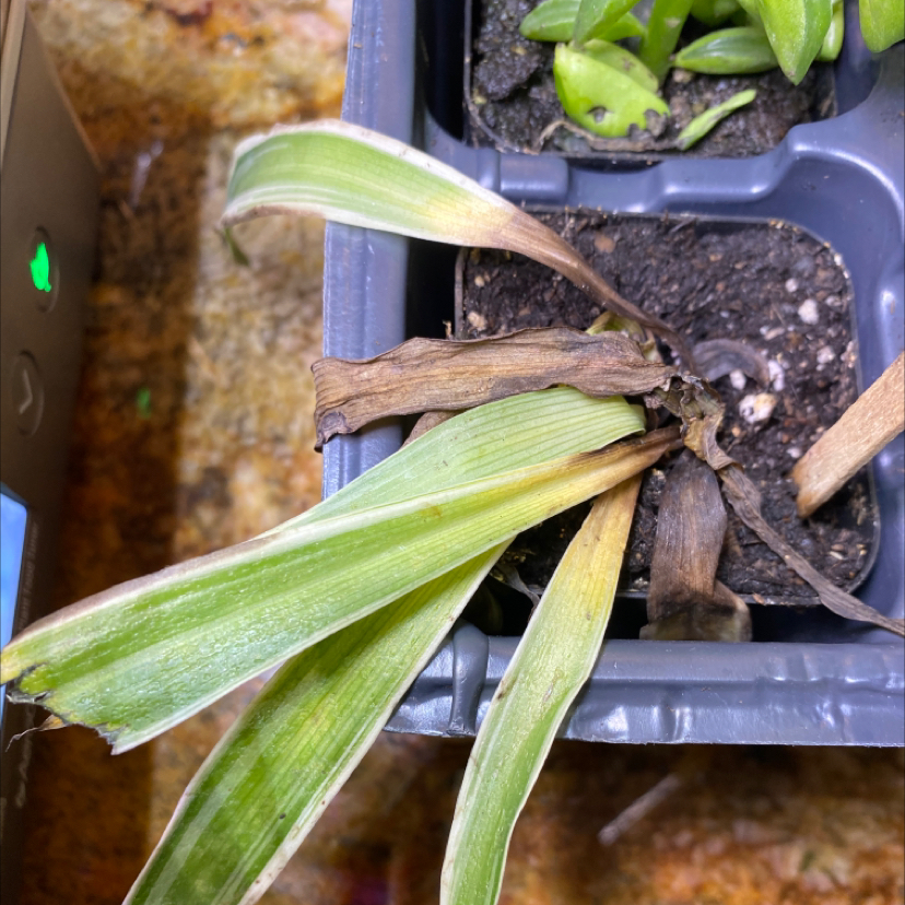 Sea Daffodil plant with yellowing and browning leaves in a container.