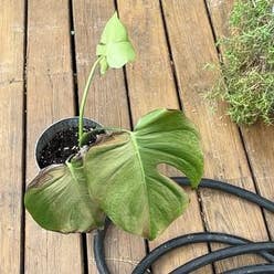 Monstera 'Albo' plant