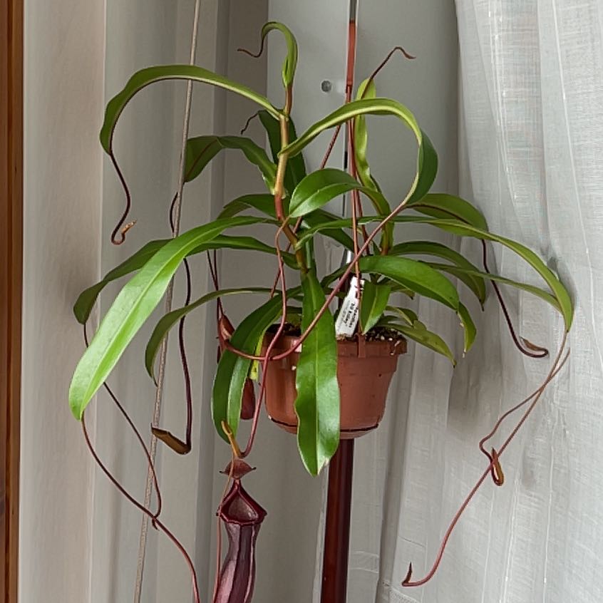 Photo of the plant species Nepenthes 'Bill Bailey' by @ChampSoursop named Kesha on Greg, the plant care app