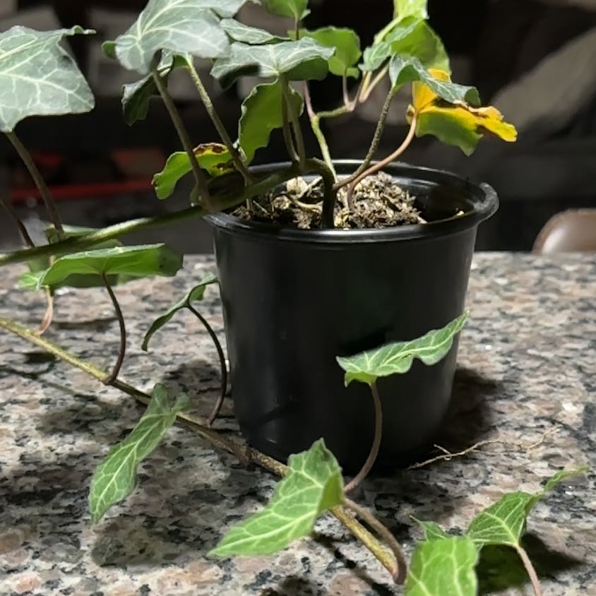 Photo of the plant species Baltic Ivy by @NobleShangrila named Hemingway on Greg, the plant care app