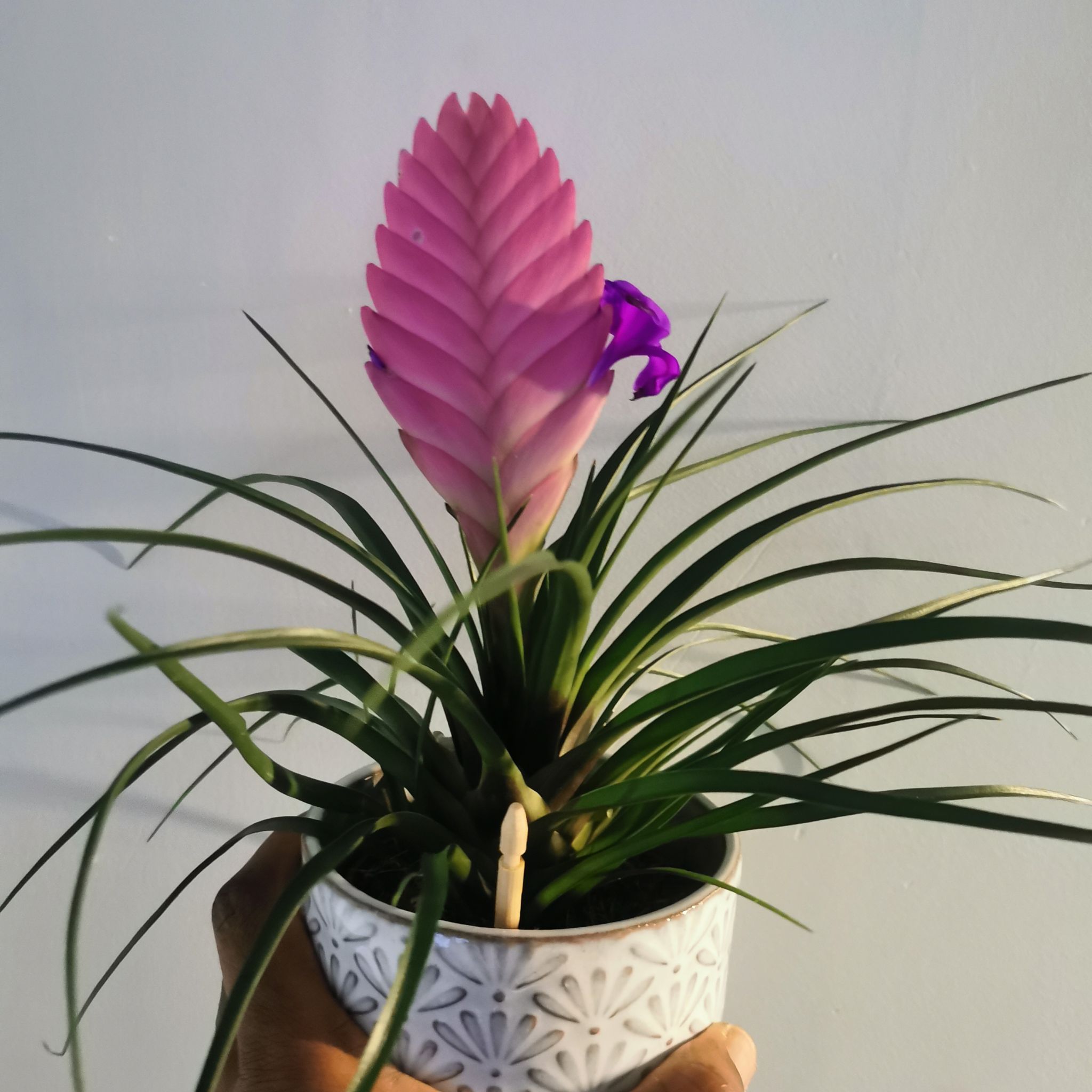 Tillandsia Cyanea