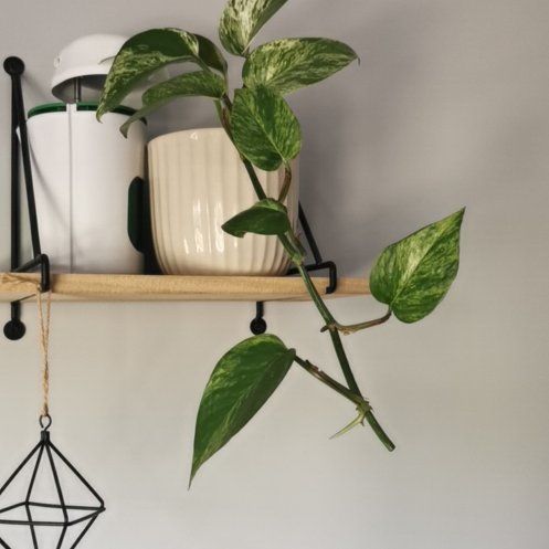 Marble Queen