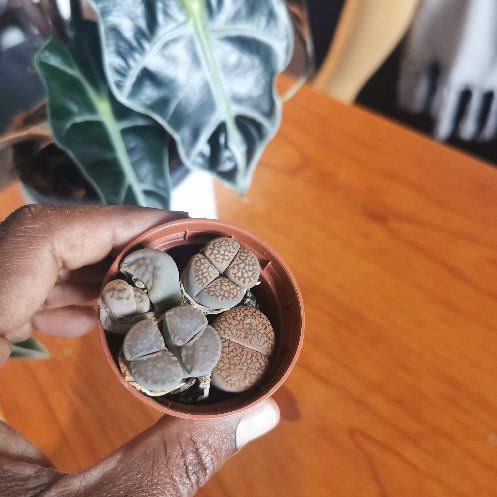 Lithops Living Stone