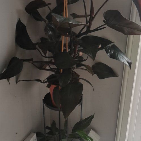 Photo of the plant species Philodendron Ruby by @KnitStar named Philodendron Ruby Pyramid on Greg, the plant care app