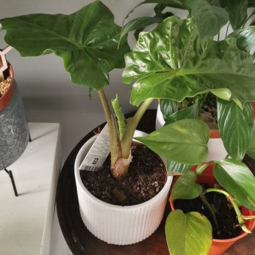 Alocasia Low Rider