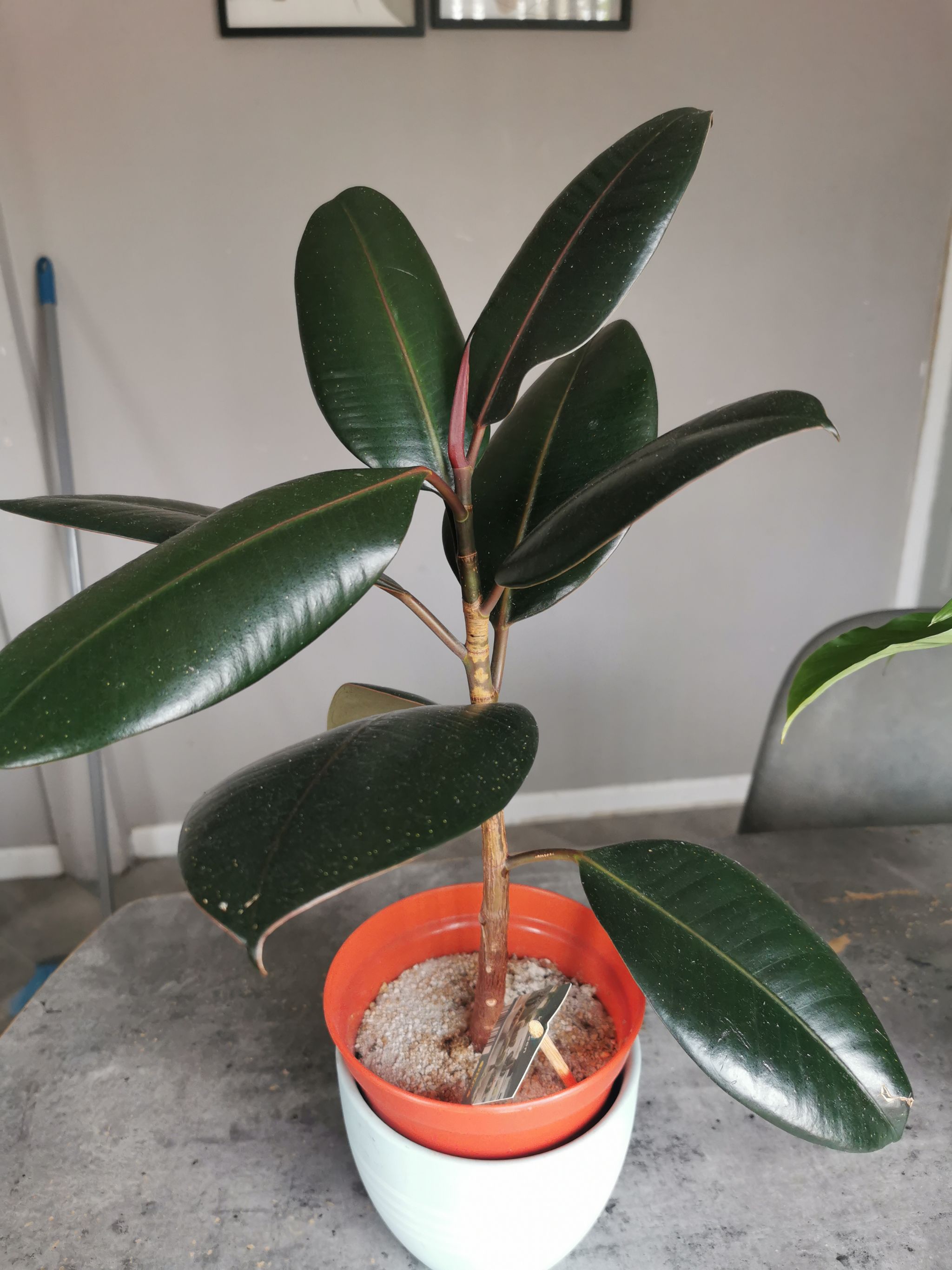 Ficus ampelas: How Much Water & Light Does it Need to Thrive?