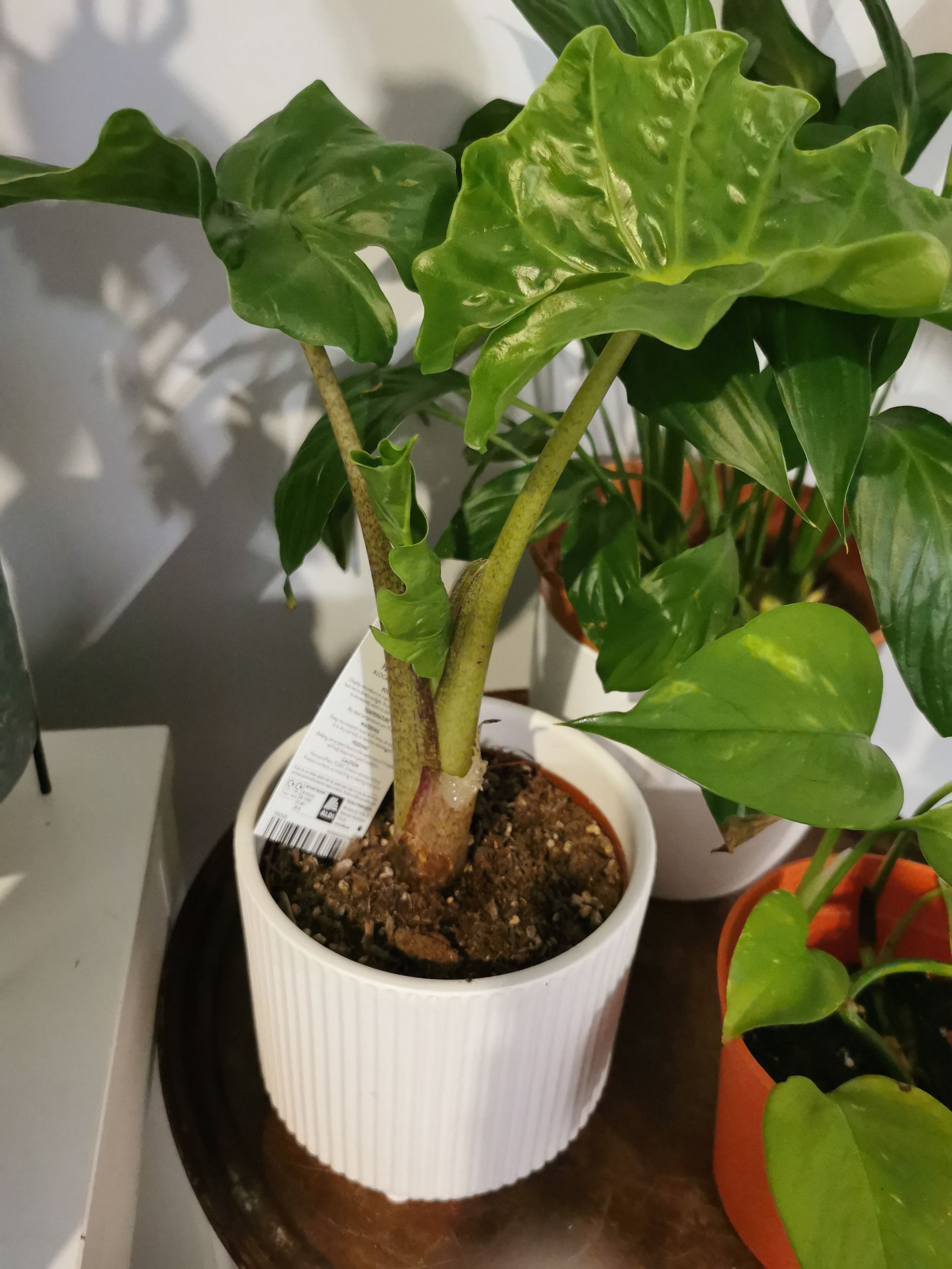 Why Are There Brown Spots on My Alocasia 'Low Rider'?