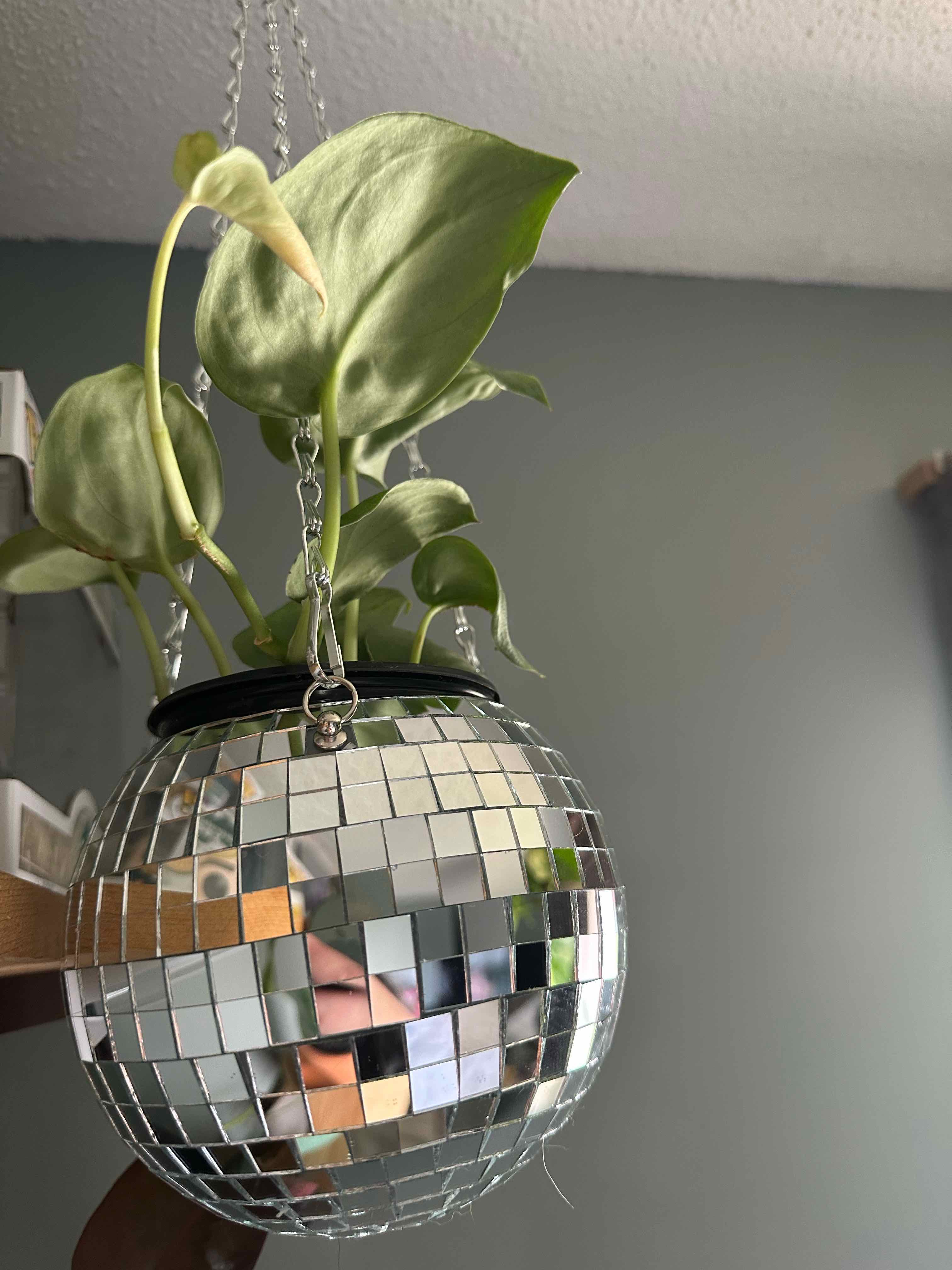 Scindapsus pictus 'Silver Hero' plant in a hanging pot with healthy green leaves.