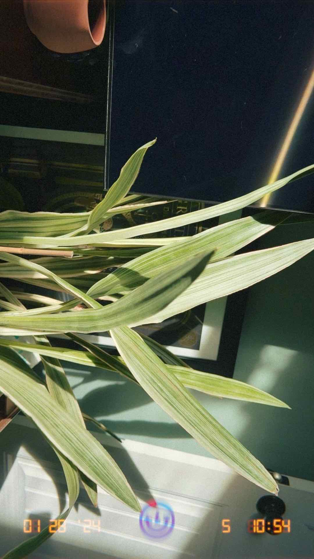 Photo of the plant species Sayuri Snake Plant by @pelssy named metallica on Greg, the plant care app