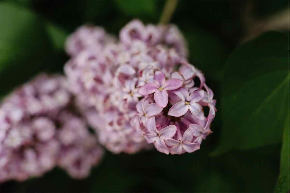 Close-up of a lilac flower cluster with light purple petals and dark green foliage.