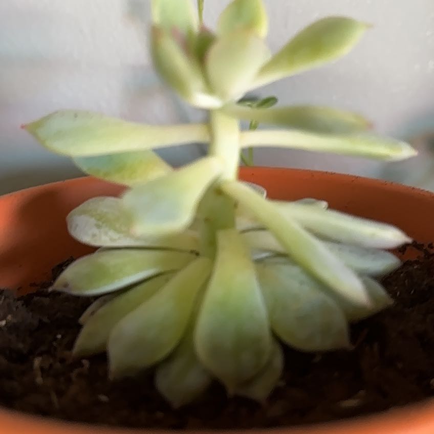 Photo of the plant species Jeweled Crown by @pelssy named jp sulliven on Greg, the plant care app