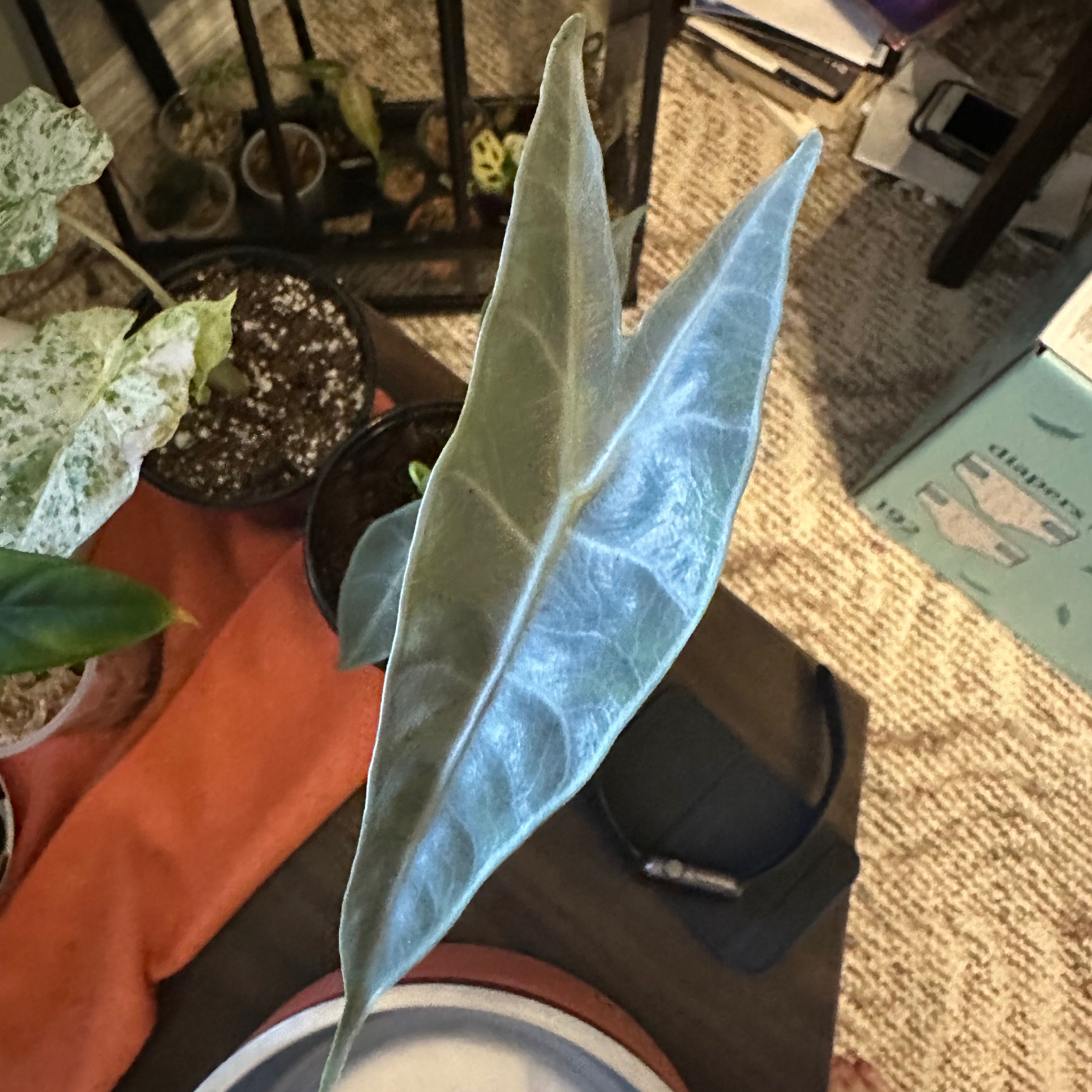 Single leaf of Alocasia longiloba with prominent veins, healthy appearance.