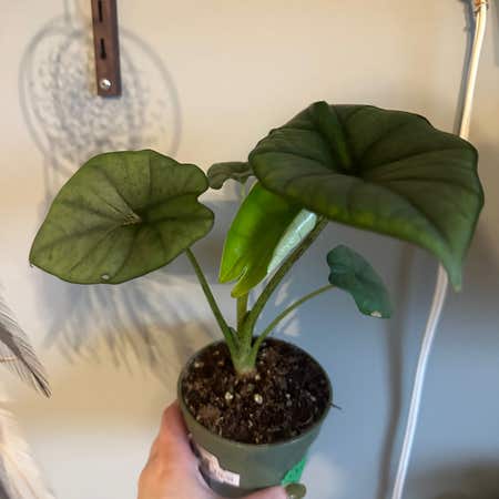 Photo of the plant species Alocasia Bisma by @pelssy named mulder on Greg, the plant care app