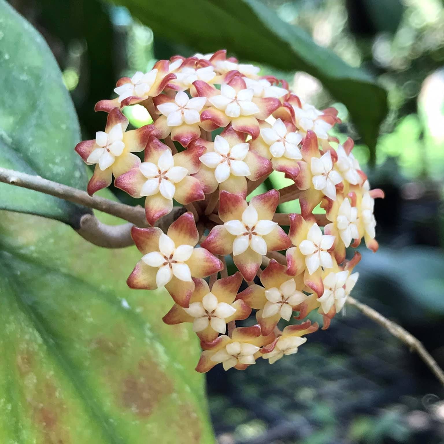 Hoya finlaysonii plant with a cluster of star-shaped flowers and some leaf discoloration.