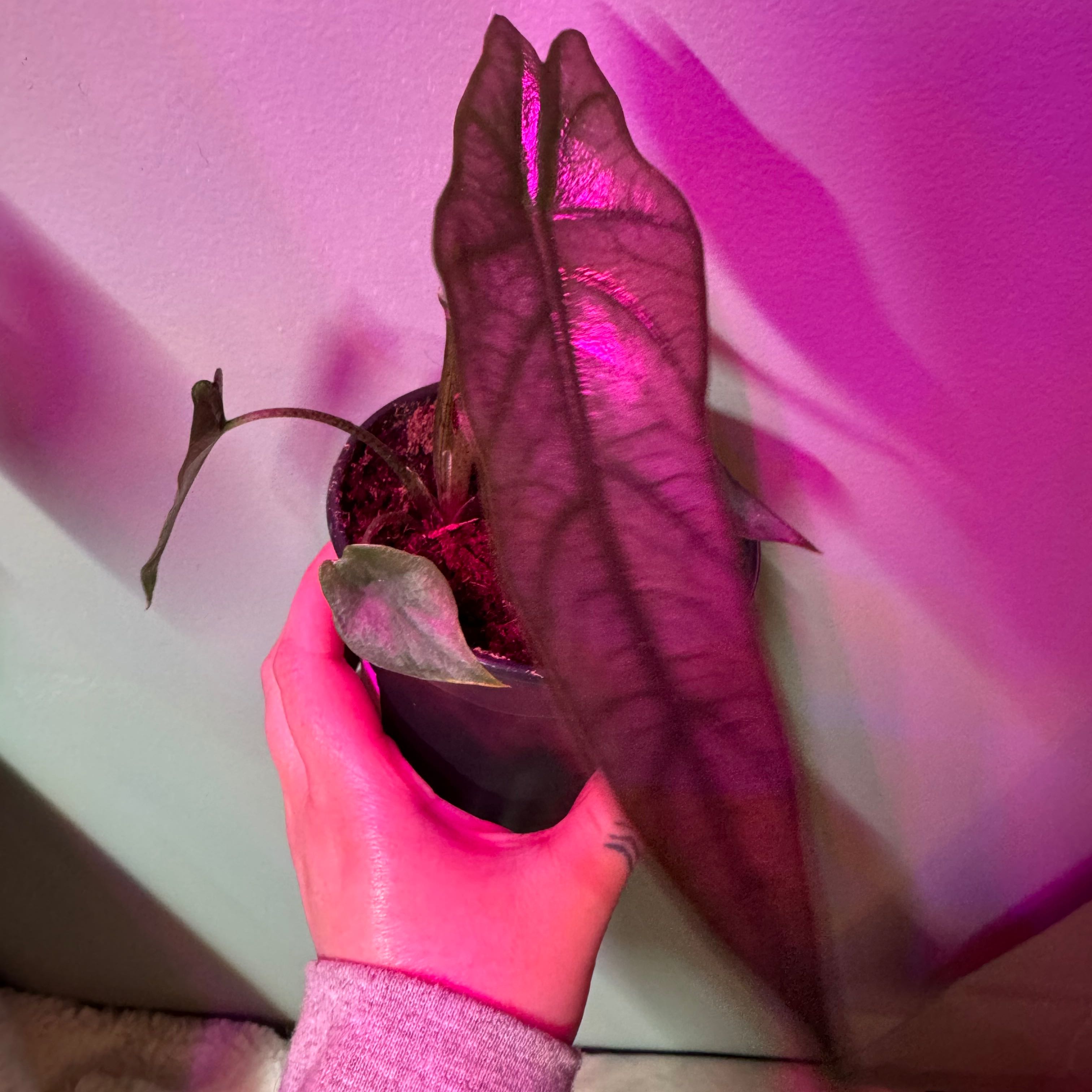 Dragon's Breath plant with dark leaves held by a hand, in a small pot.