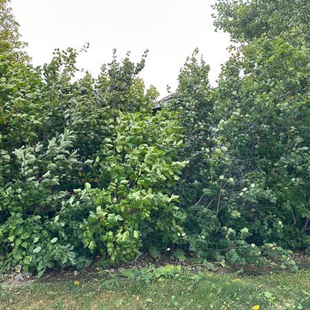 Photo of the plant species Western Serviceberry by @pelssy named berry on Greg, the plant care app