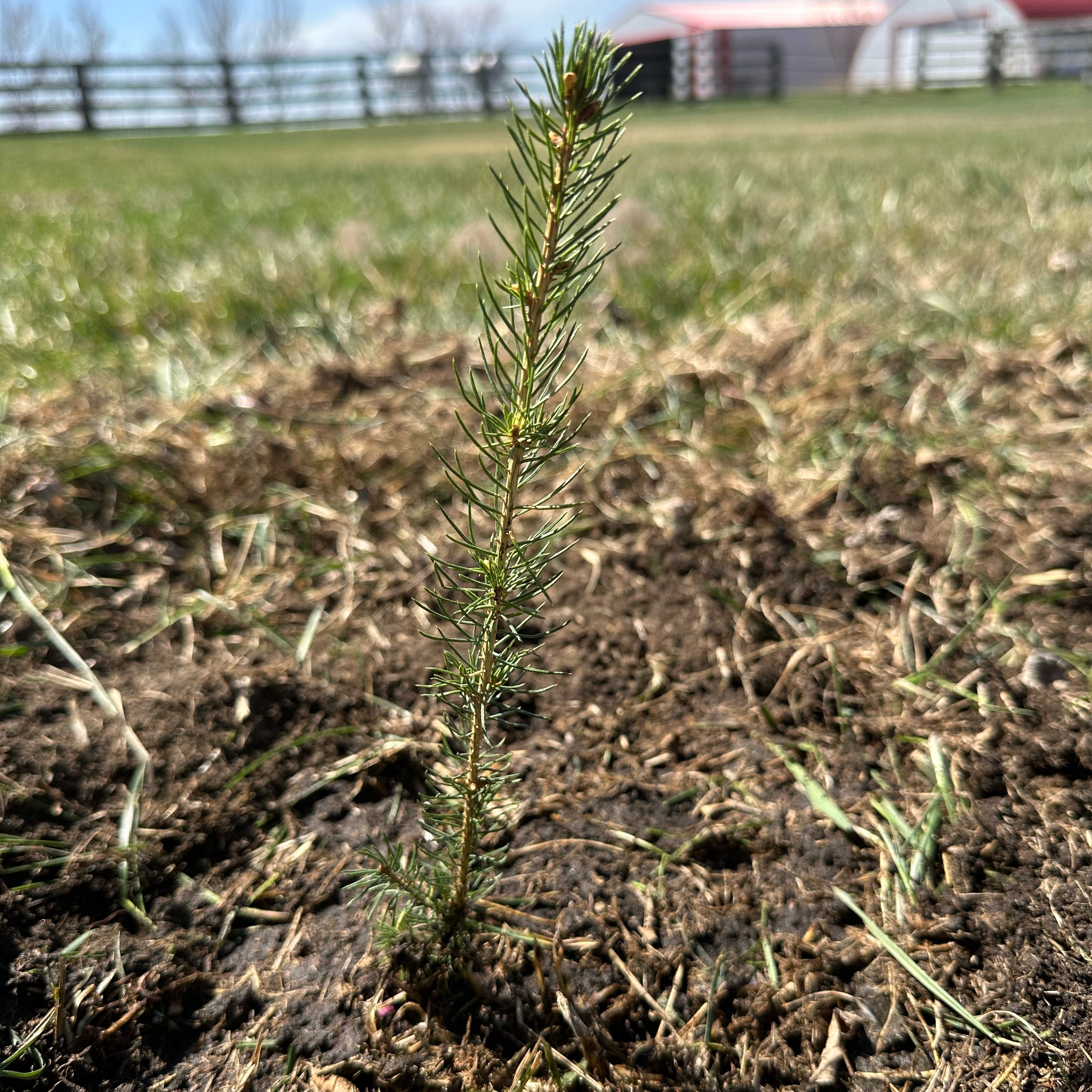 Young Picea glauca plant in an outdoor setting with visible soil.