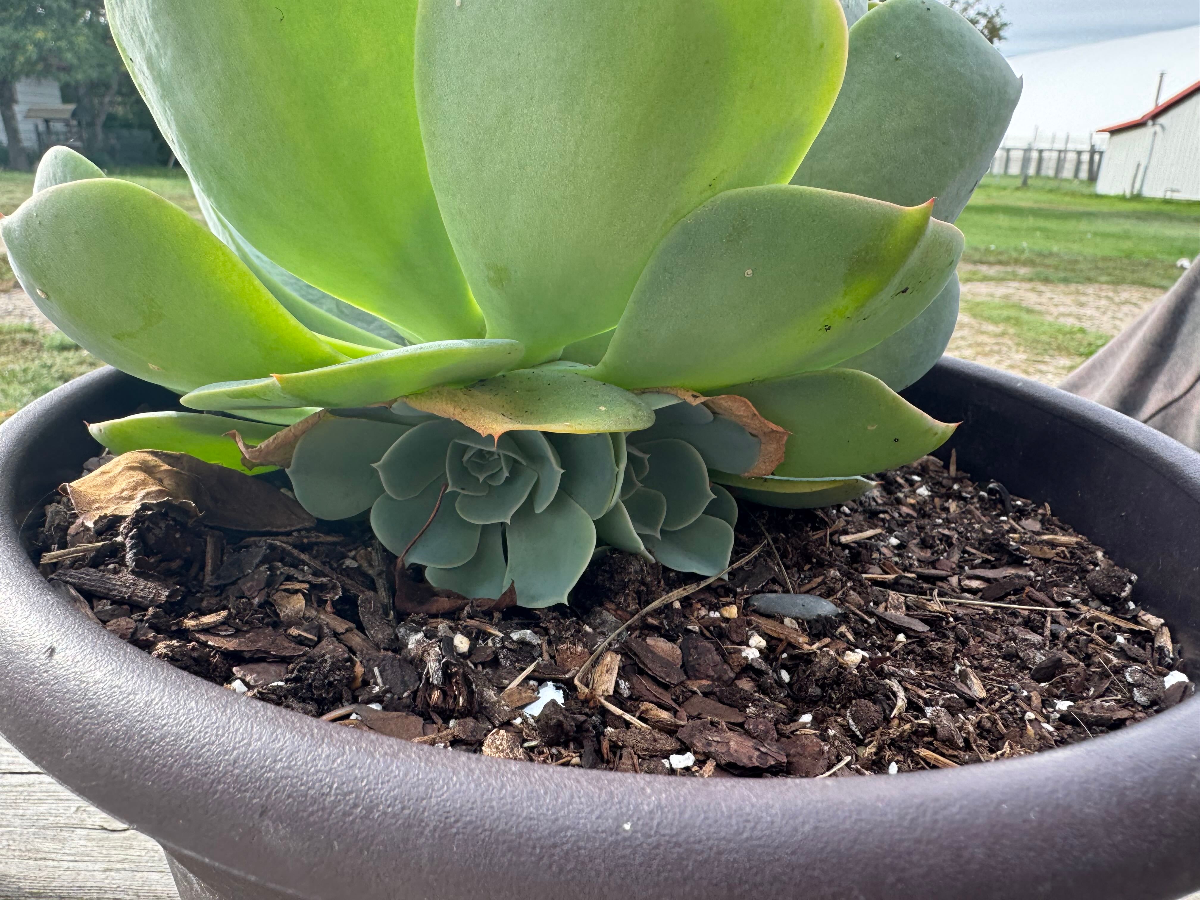 🍑 3 Perfect Times to Plant Echeveria 'Peach Pride'