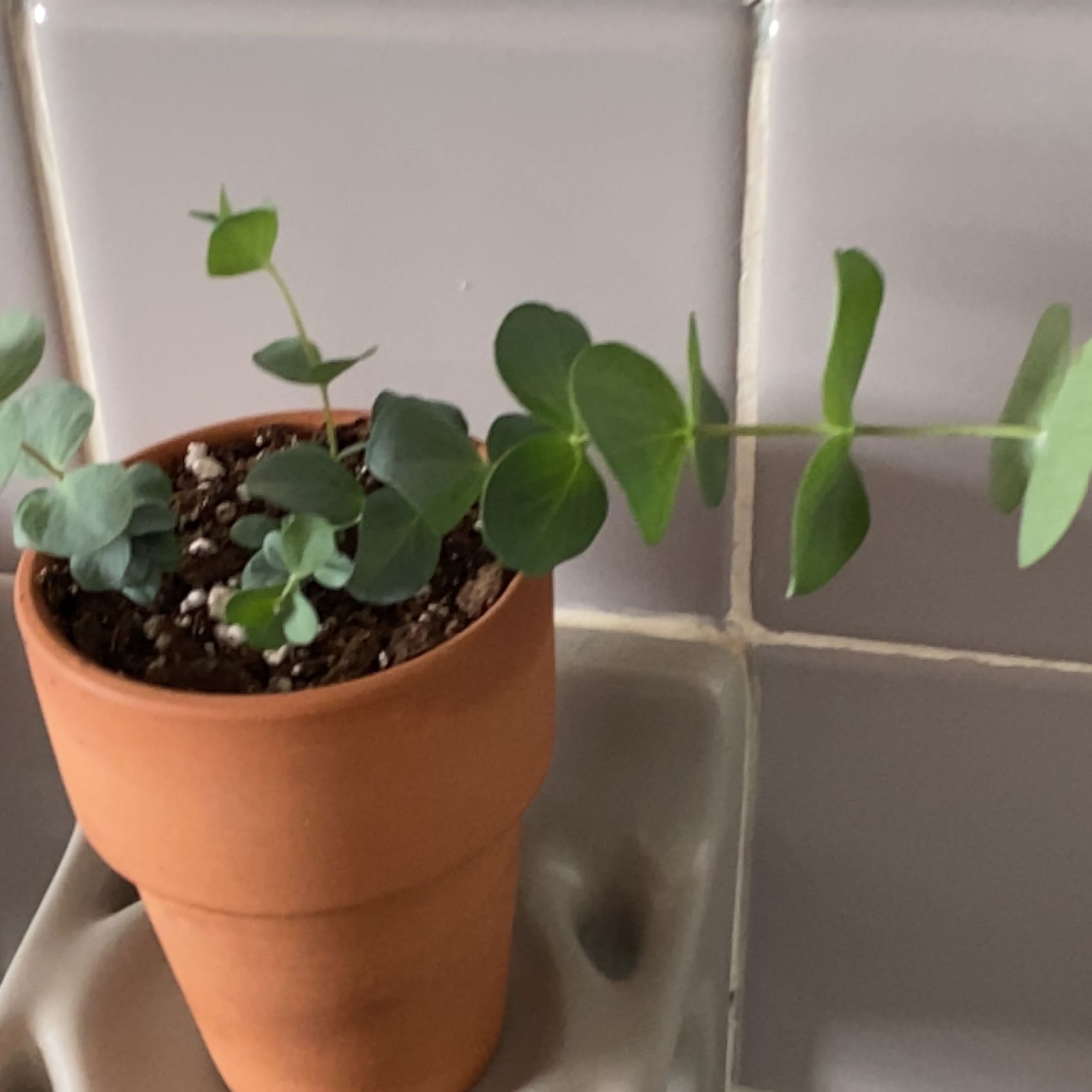 A healthy silver dollar plant in a small terra cotta pot with round, green leaves and visible soil.