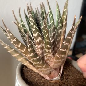 Photo of the plant species Aloe 'Tiki Zilla' by @PristinePrasium named Al on Greg, the plant care app