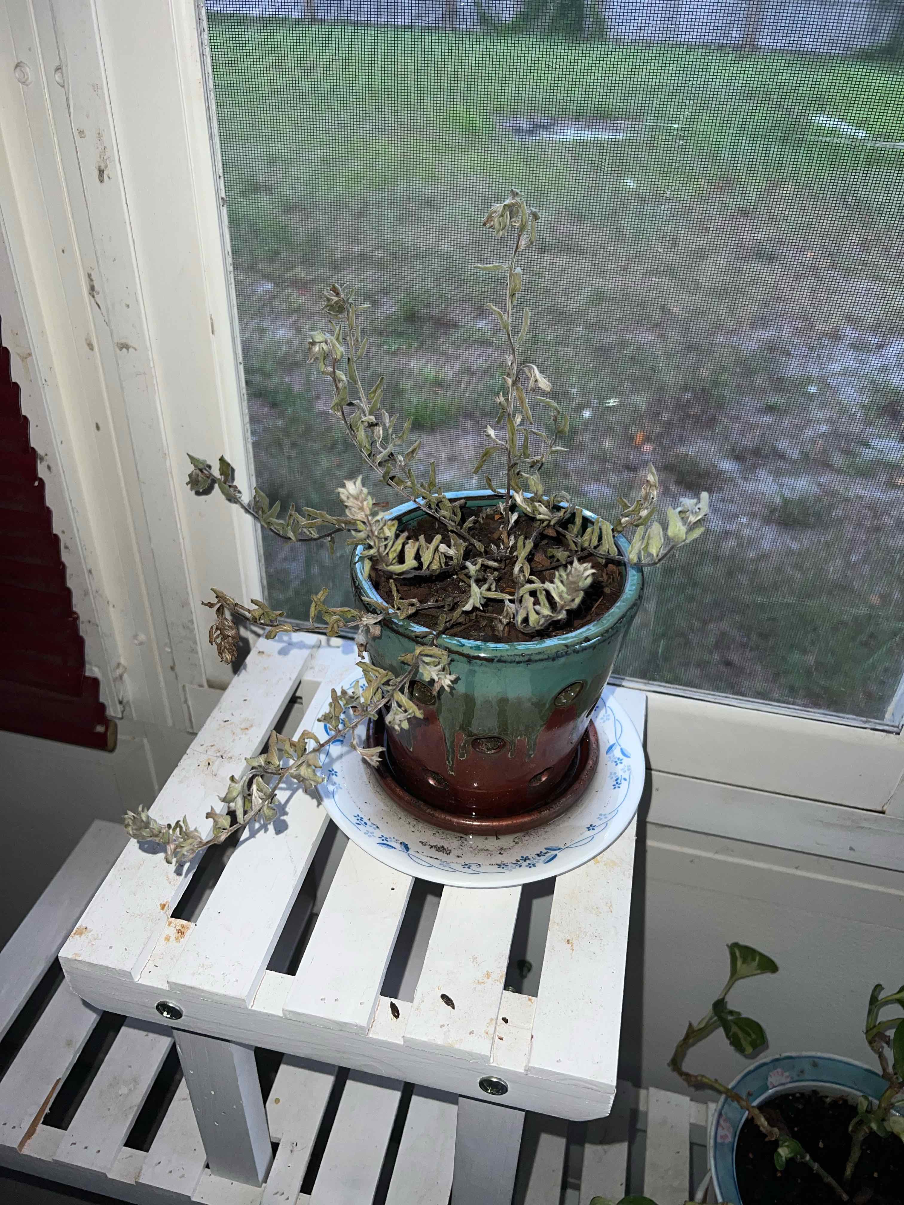 Potted Dwarf Morning-Glory plant with significant leaf browning and wilting.