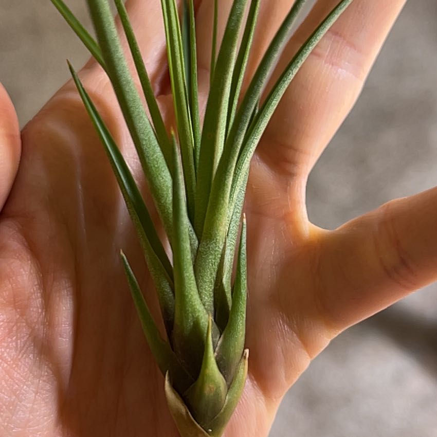 A healthy Giant Airplant held in a person's hand with long, slender green leaves.