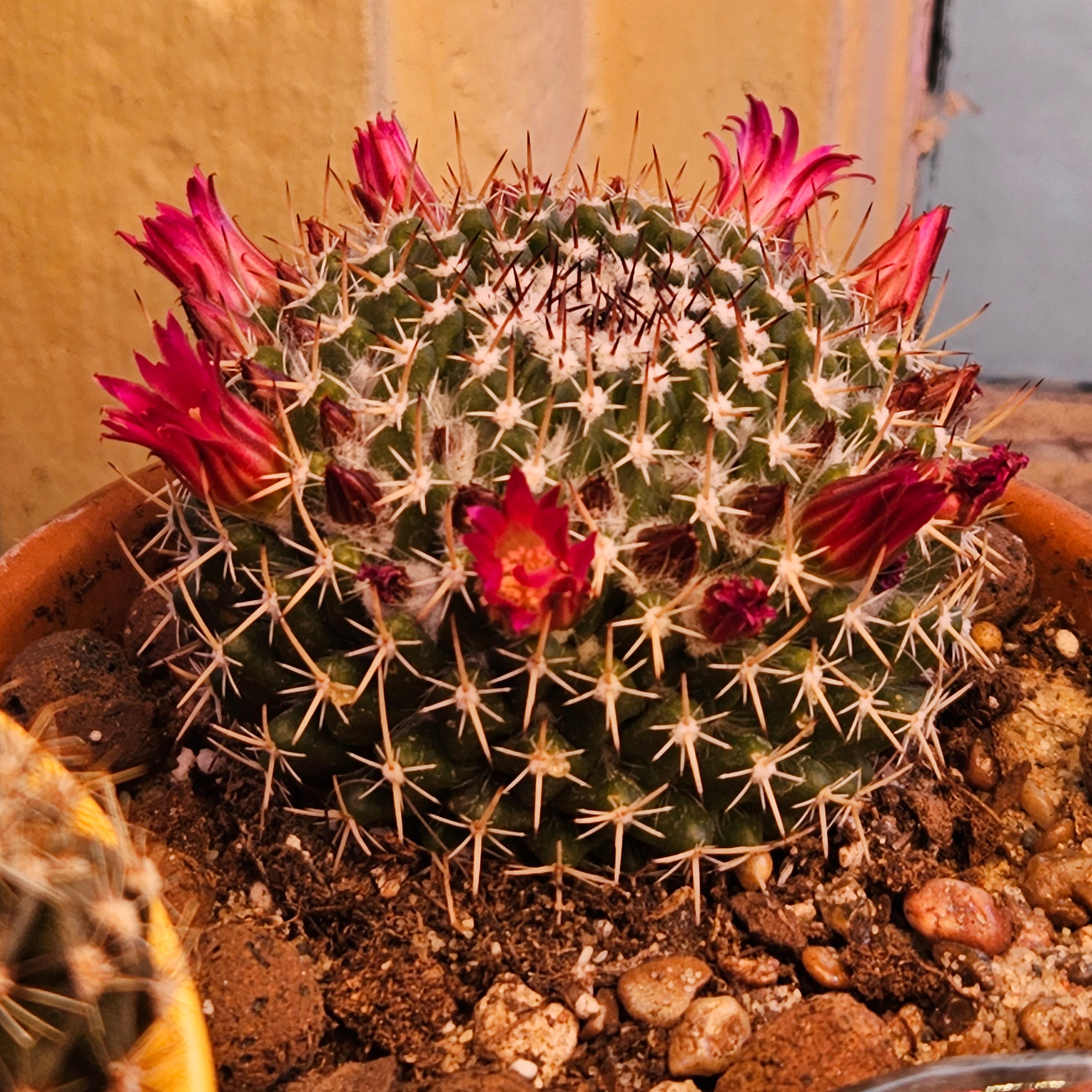 Mammillaria mystax cactus with pink flowers in a pot, soil visible.