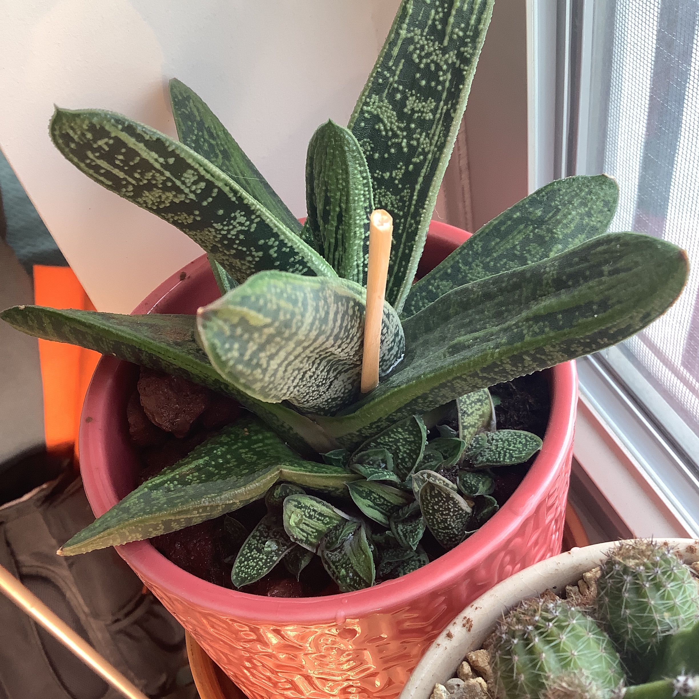 Gasteria 'Little Warty' plant in a pink pot with healthy green leaves and white speckles.