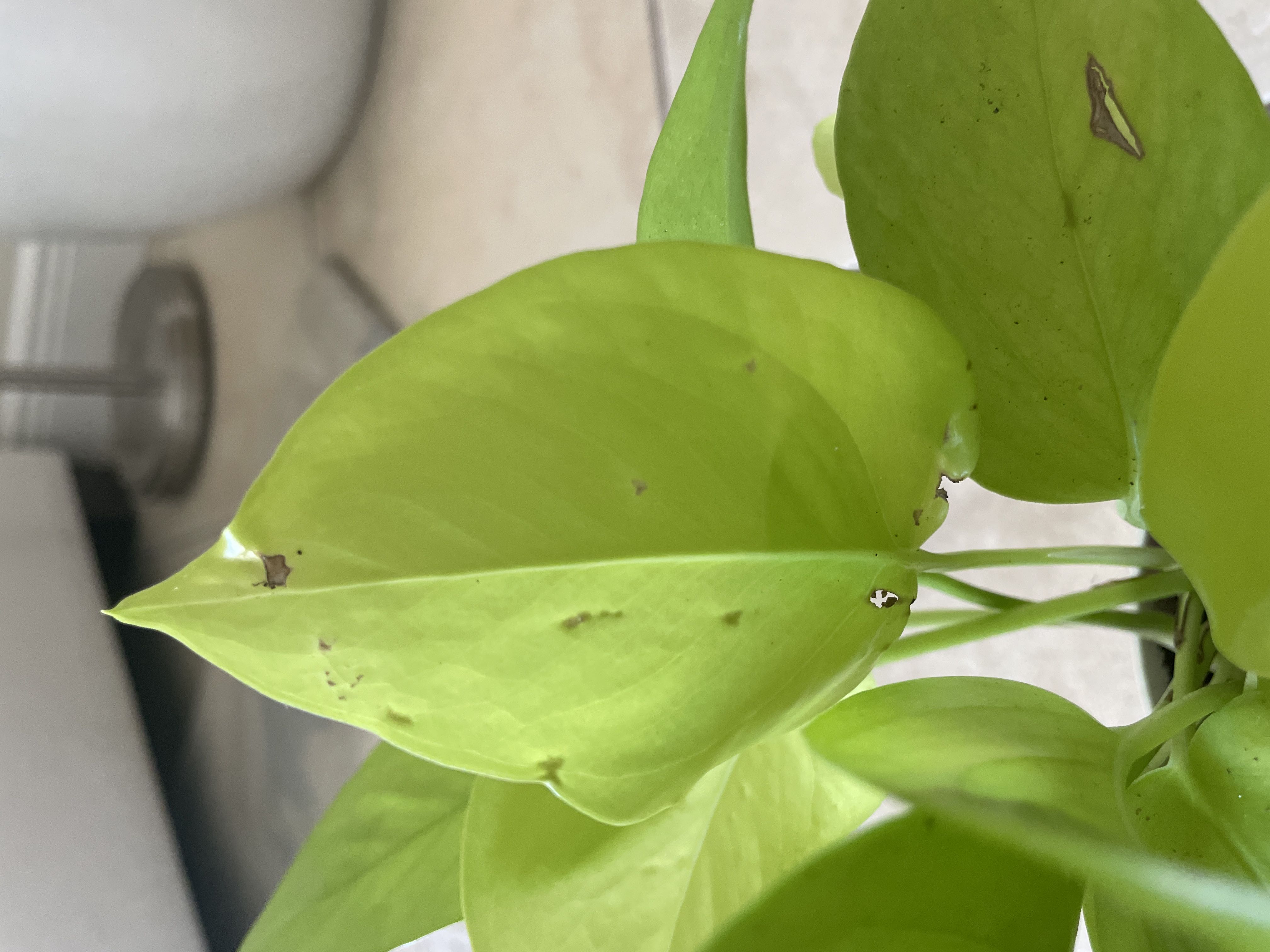 Brown spots appearing on once healthy neon pothos?