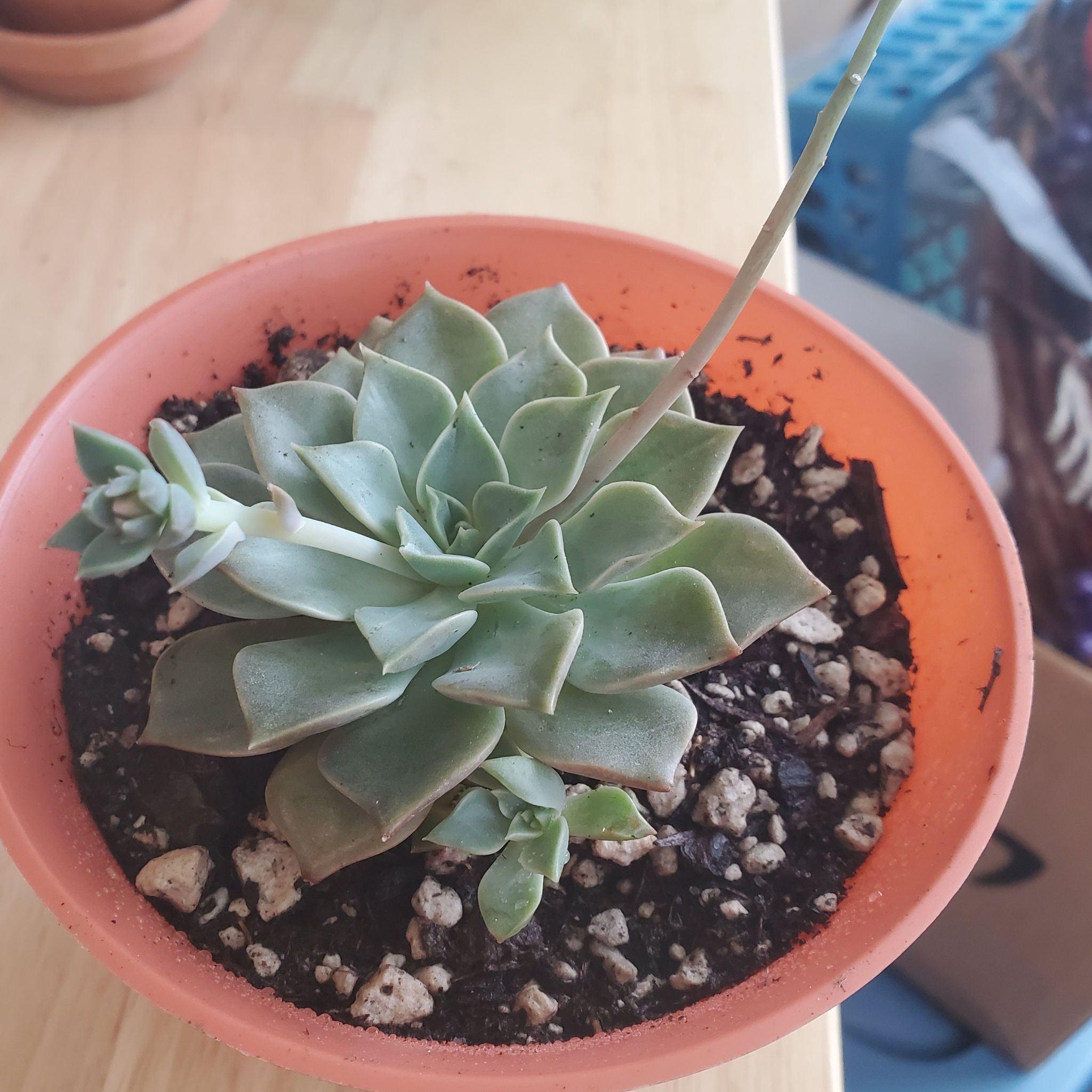 Taciveria 'Tasha' succulent in an orange pot with visible soil.
