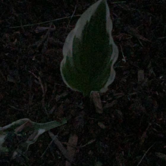 Photo of the plant species reverse Patriot Hosta by @OpulentPhalsa named Winston on Greg, the plant care app