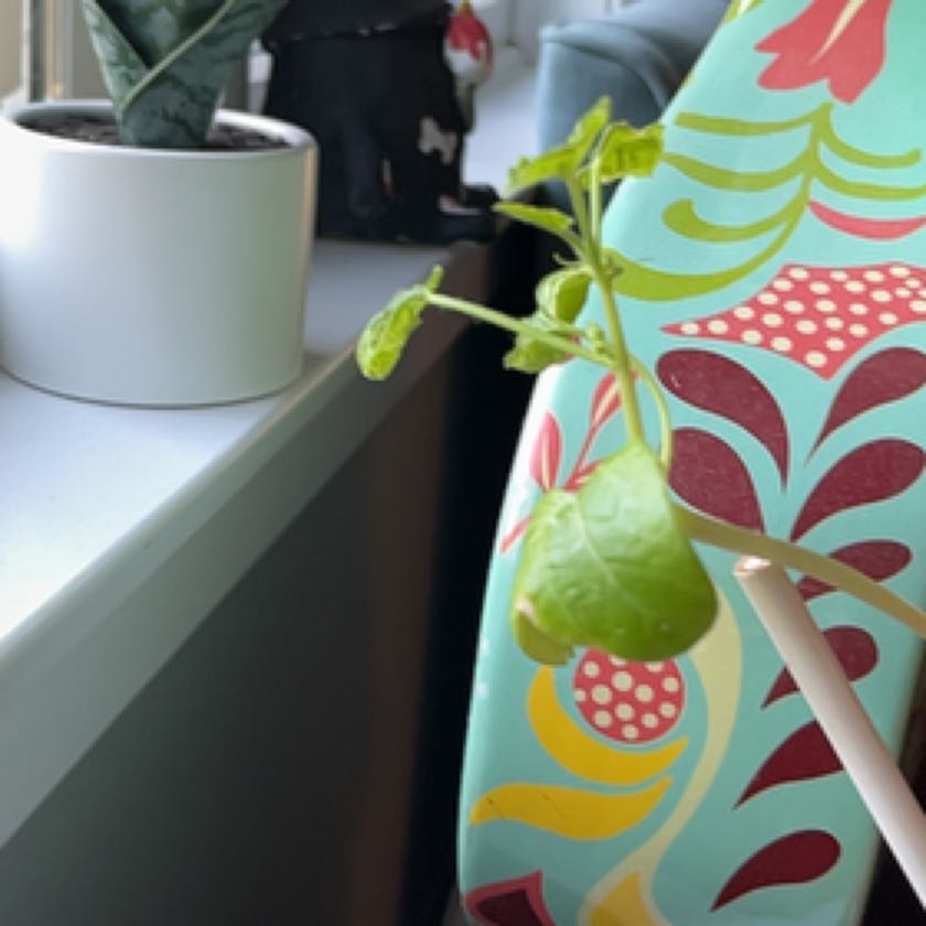 Photo of the plant species Squashberry by @SweetBegonia named Sigmund on Greg, the plant care app