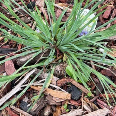 Photo of the plant species Blue-Eyed Grass by @ProviderTimeout named Remington on Greg, the plant care app