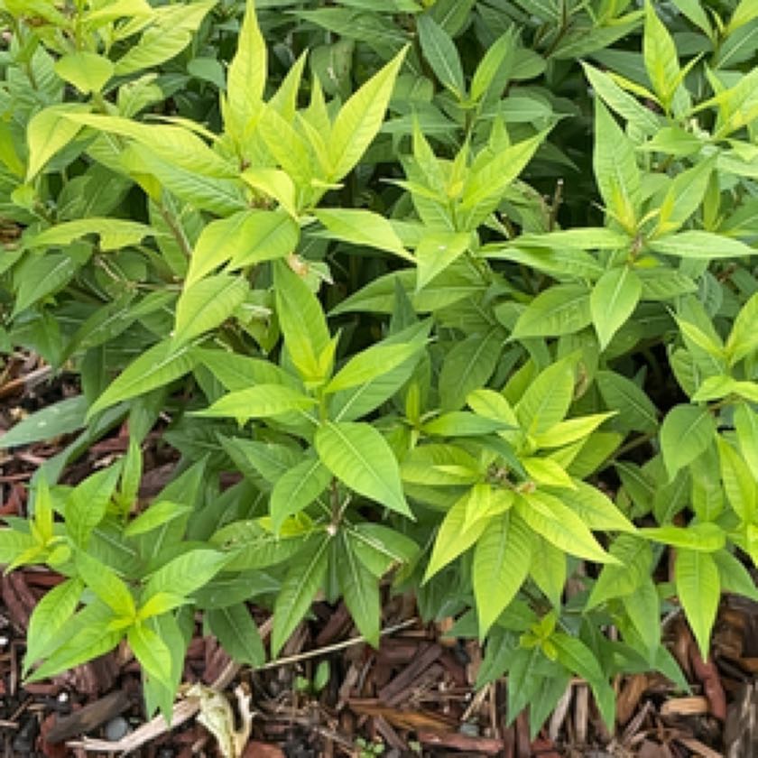 Photo of the plant species Fringed Bluestar by @ProviderTimeout named Baesil on Greg, the plant care app