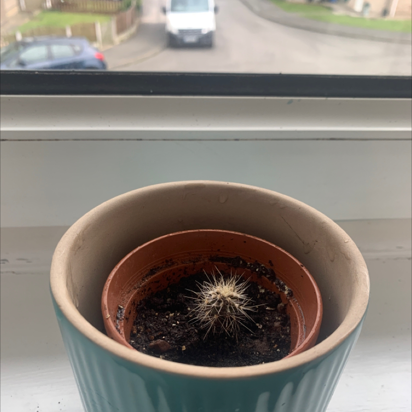 Small Hooked Cactus in a pot on a windowsill with visible soil.