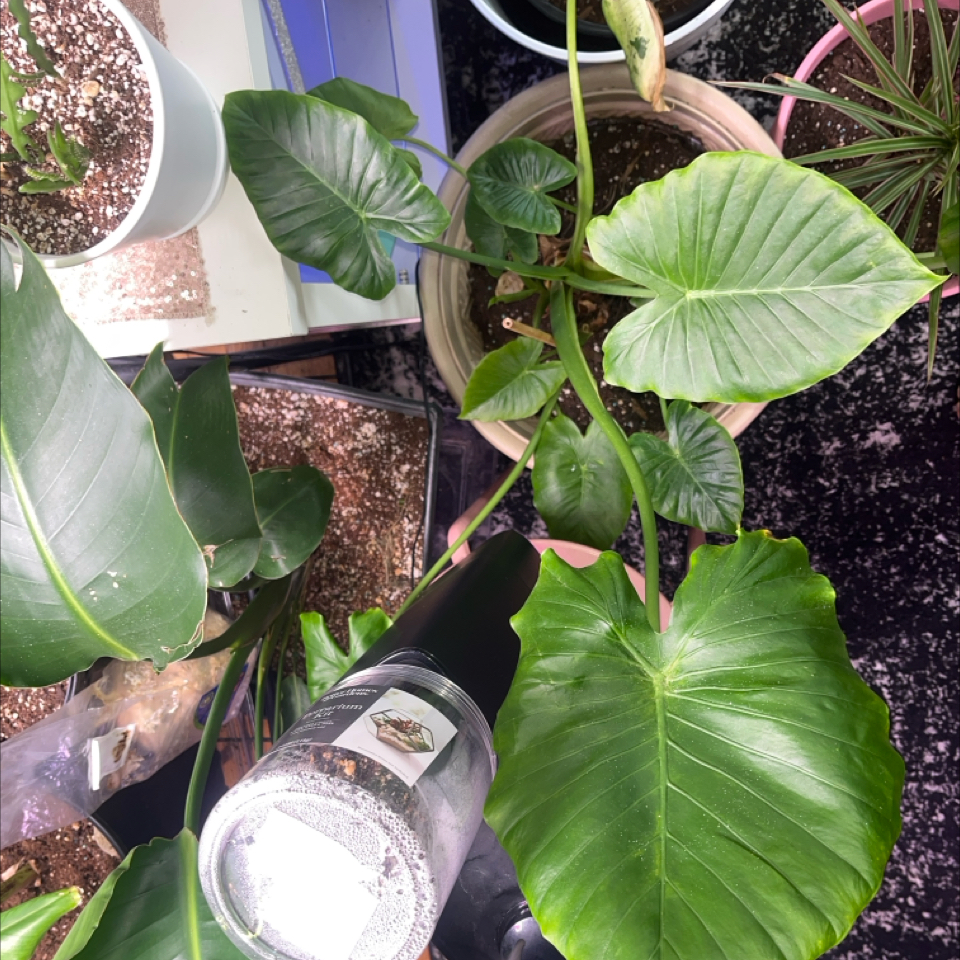 Alocasia gagaena 'California' plant with large green leaves in a pot, surrounded by other plants.