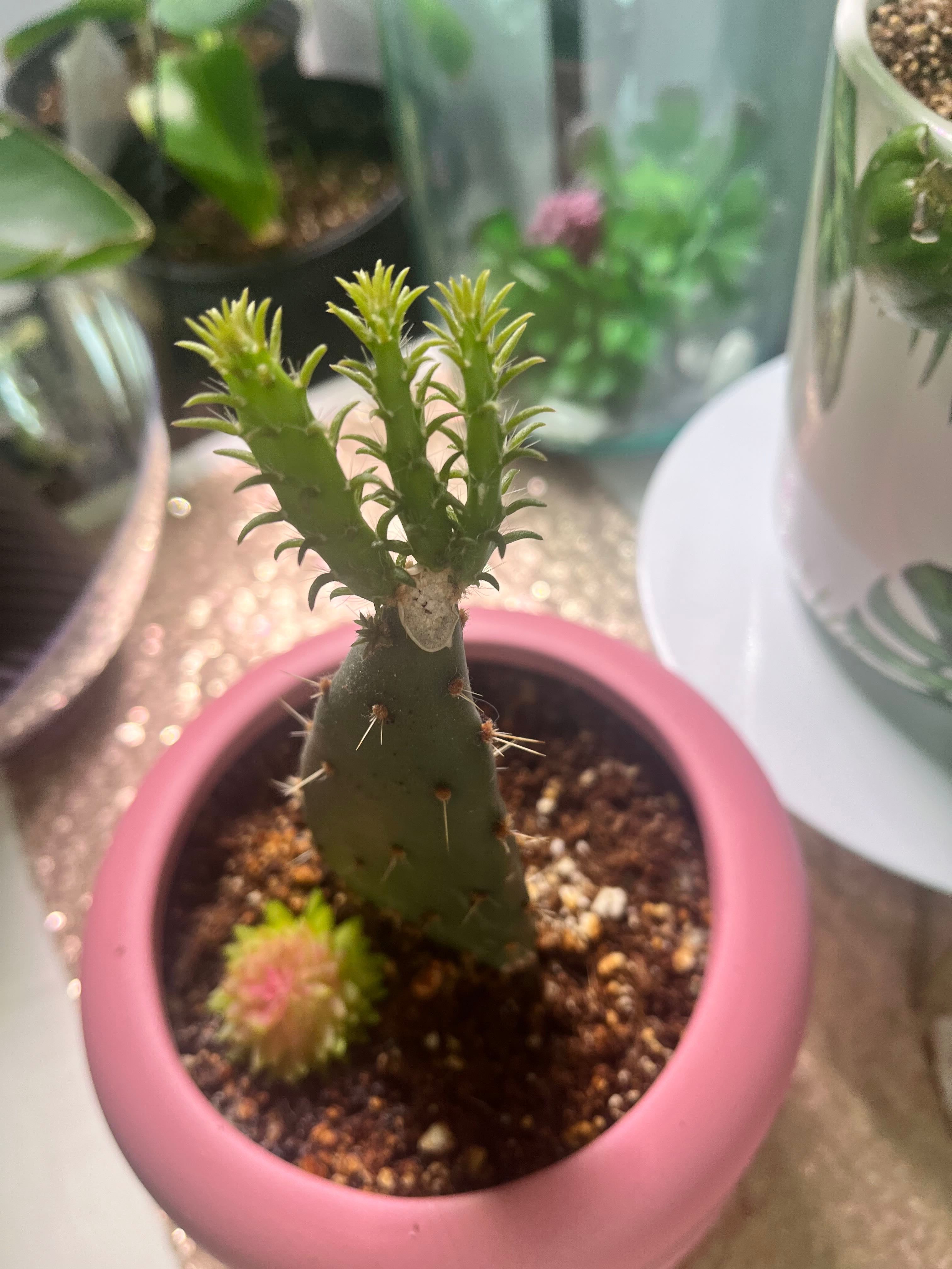 What to Do if Your Barbary Fig Won't Flower 🌵