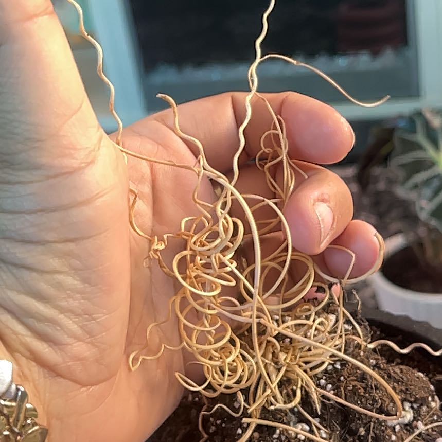 Corkscrew rush plant with brown, dry leaves held by a hand. Soil is visible.