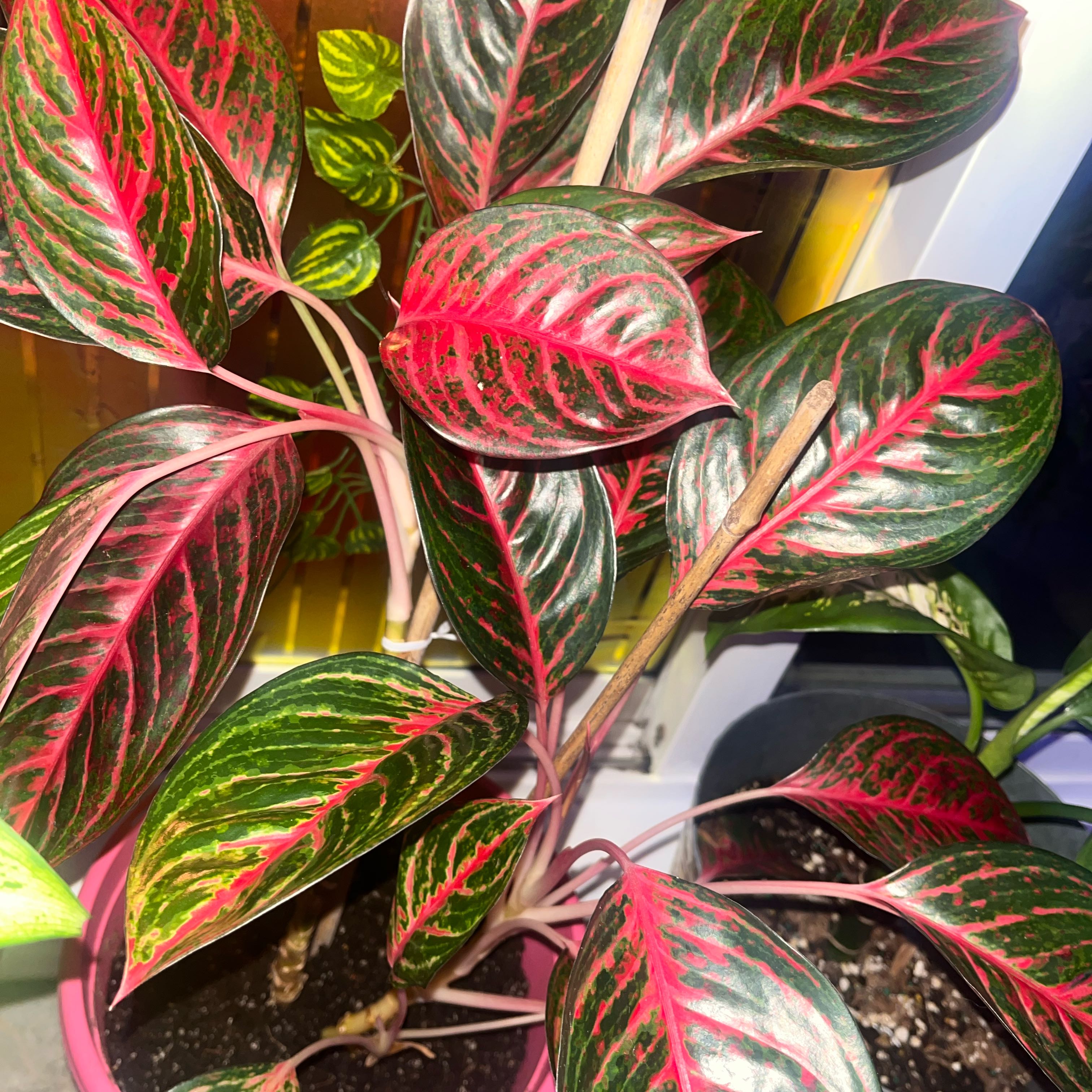 Photo of the plant species Aglaonema 'Red Emerald' by @Colombiana named Scarlett on Greg, the plant care app