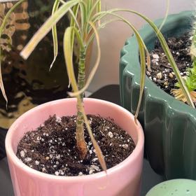 Photo of the plant species Magenta Dragon Tree by @Colombiana named Sir Plancelot on Greg, the plant care app
