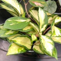 Krimson Princess Hoya plant