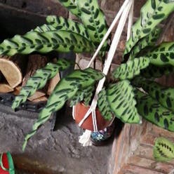 Rattlesnake Plant plant