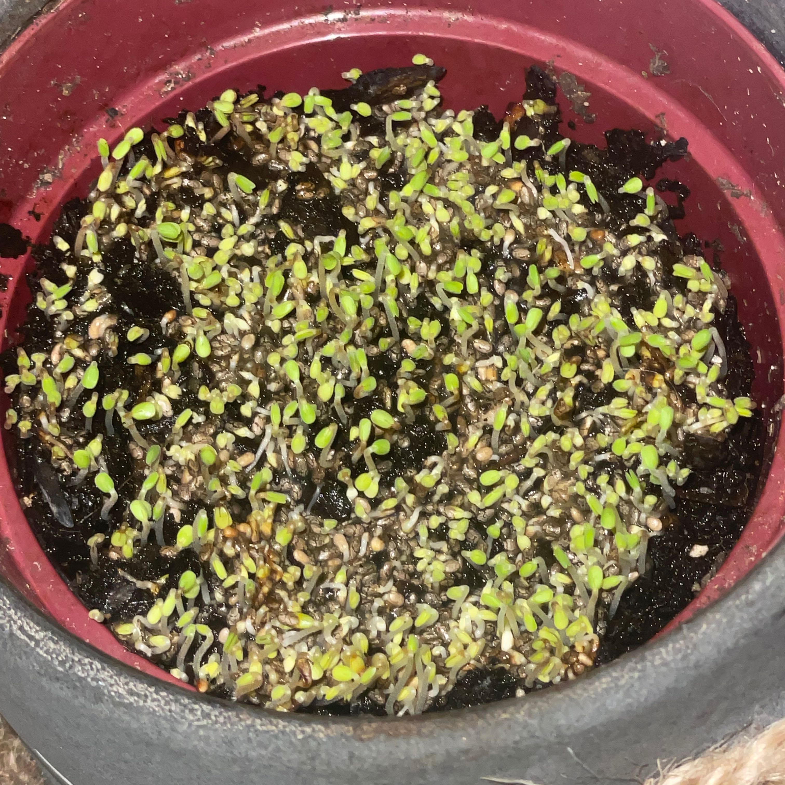 Photo of the plant species Chia by @OlympianBulrush named Queen on Greg, the plant care app