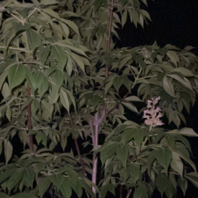 Photo of the plant species Ohio Buckeye by @HelpfulCordmoss named Drake on Greg, the plant care app