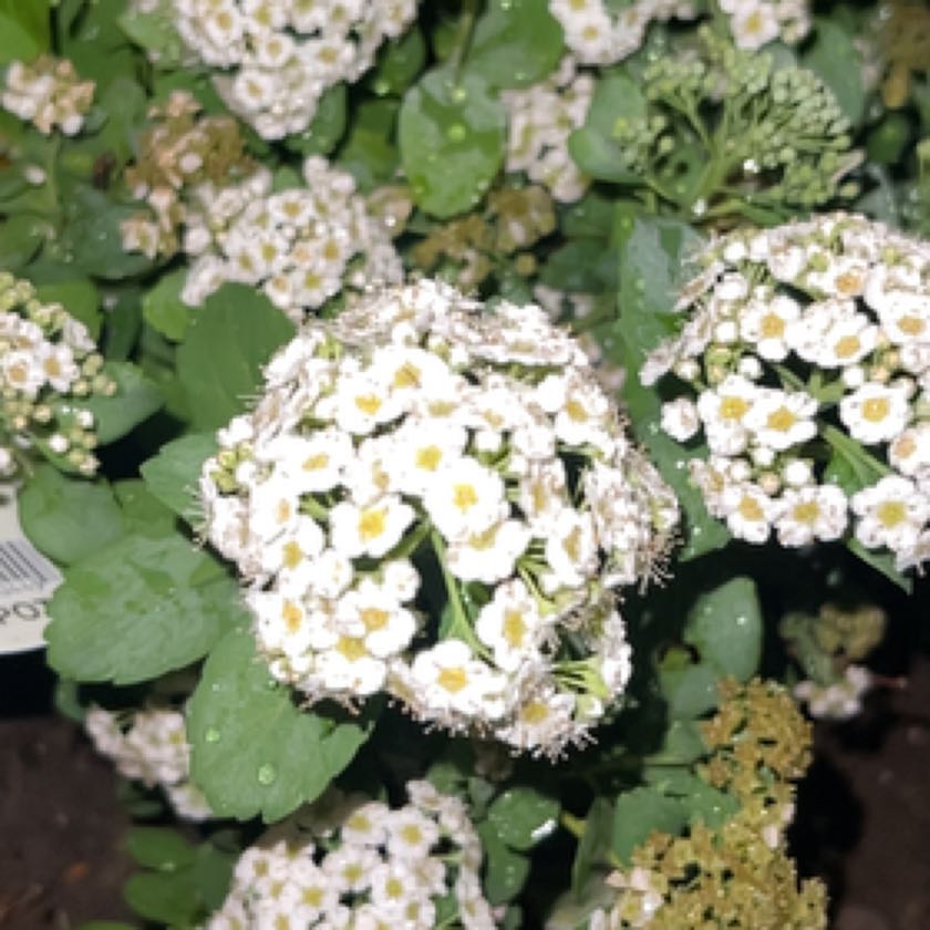 Photo of the plant species Birchleaf Spirea by @HelpfulCordmoss named Gaga on Greg, the plant care app