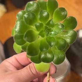 Photo of the plant species Flat-Topped Aeonium by @Jagfuneral named Apollo on Greg, the plant care app